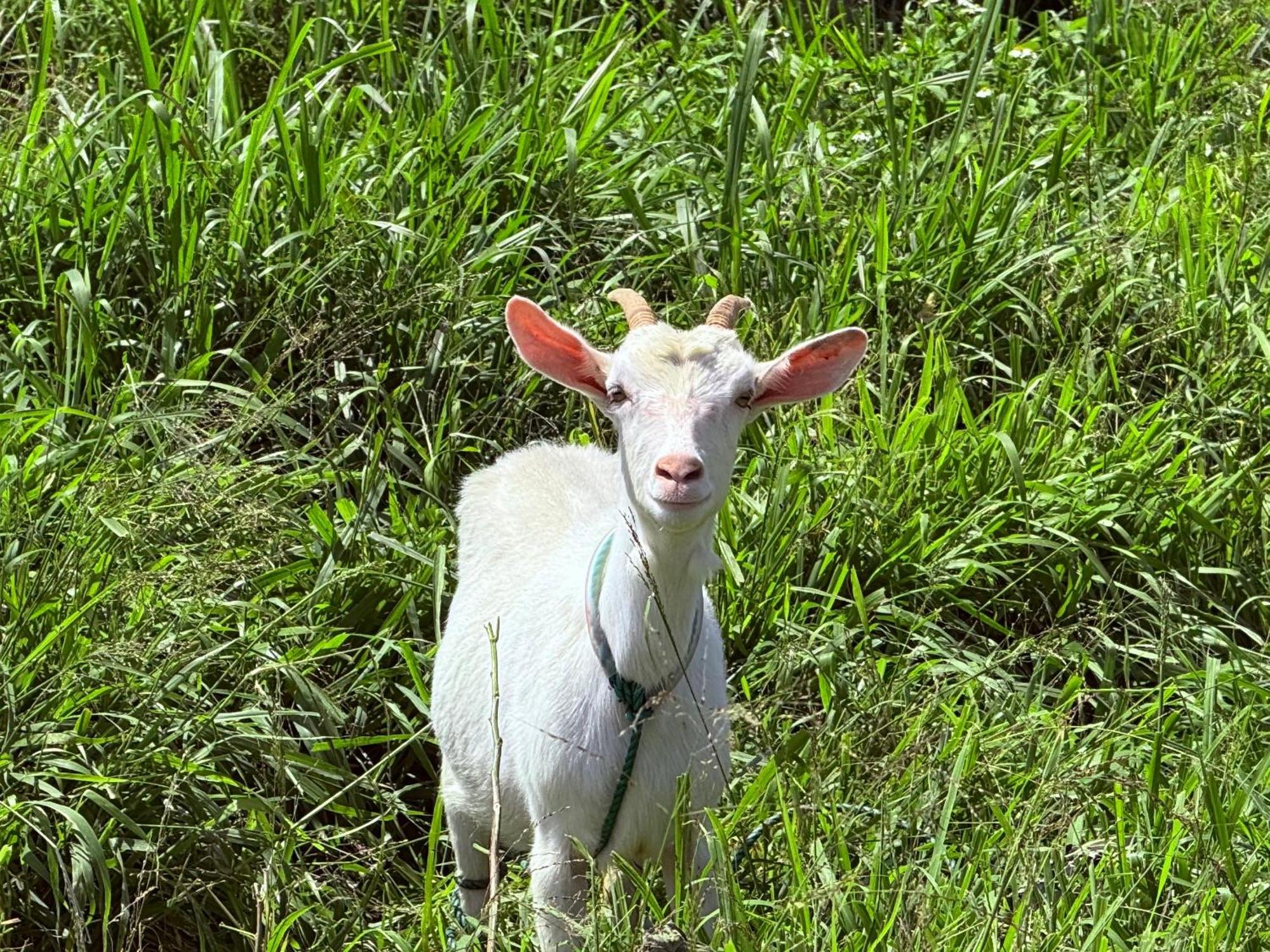 星降る夜と天然木の香りに包まれる新築癒しの隠れ家ishigaki Villa En えん 外观 照片